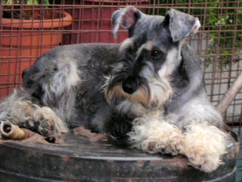 Schnauzer Puppies For Sale in Mumbai