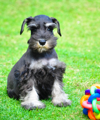 Schnauzer Puppies For Sale in Visakhapatnam