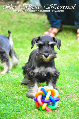 Schnauzer Puppies For Sale in Mysuru