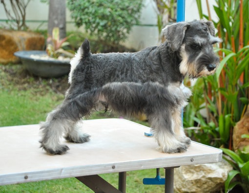 Schnauzer Puppies For Sale in Jodhpur