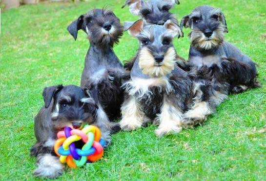 Schnauzer Puppies For Sale in Nagpur