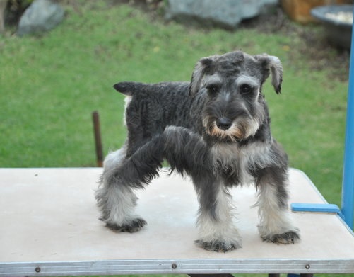 Schnauzer Puppies For Sale in Madurai