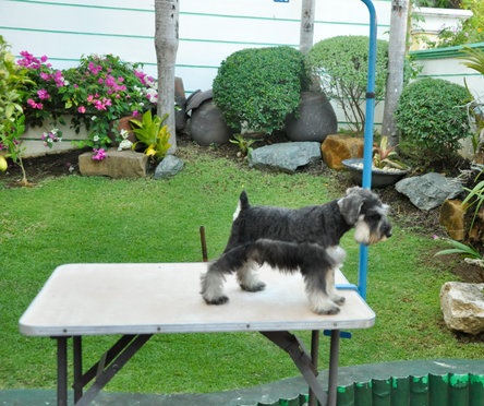 Schnauzer Puppies For Sale in Kolkata