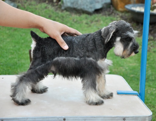 Schnauzer Puppies For Sale in Pune