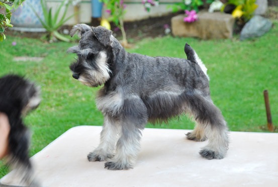 Schnauzer Puppies For Sale in Ahmedabad