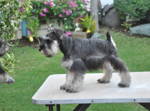 Schnauzer Puppies For Sale in Jaipur