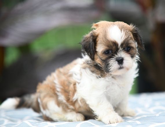 Shih Tzu Puppies For Sale in Delhi