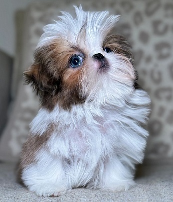 Shih Tzu Puppies For Sale in Agra