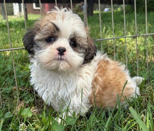 Shih Tzu Puppies For Sale in Varanasi