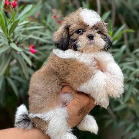 Shih Tzu Puppies For Sale in Surat