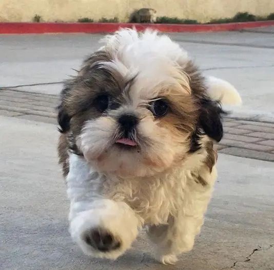 Shih Tzu Puppies For Sale in Lucknow