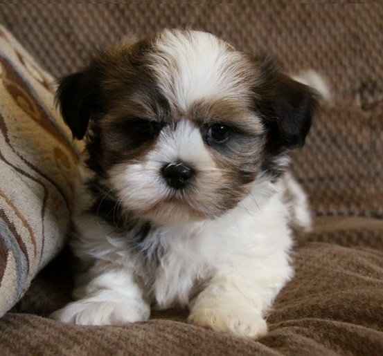 Shih Tzu Puppies For Sale in Kochi