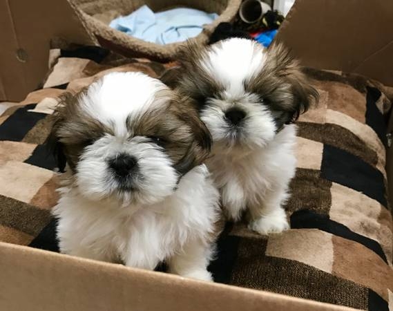 Shih Tzu Puppies For Sale in Indore