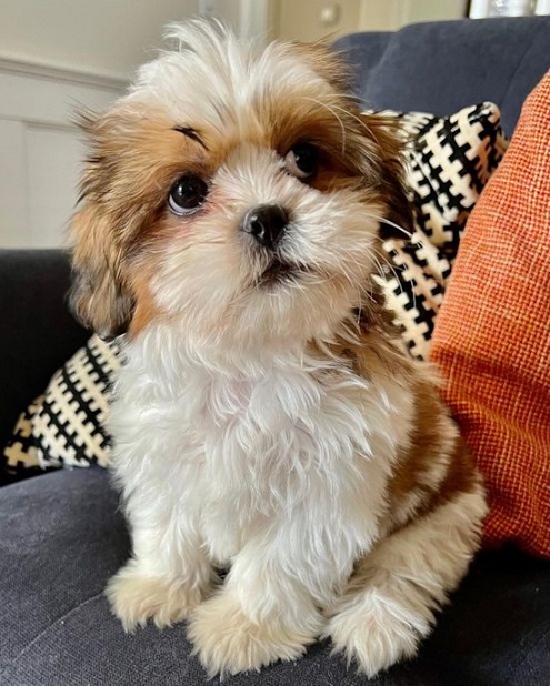 Shih Tzu Puppies For Sale in Mumbai
