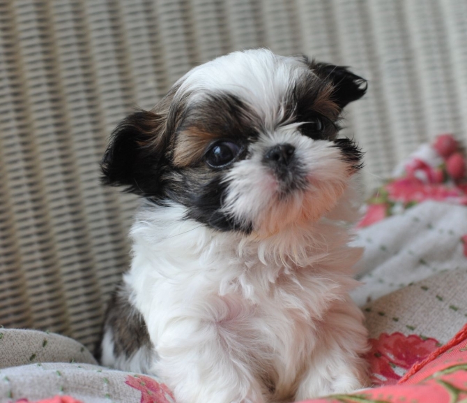 Shih Tzu Puppies For Sale in Mysuru