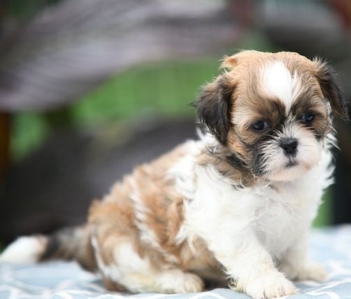 Shih Tzu Puppies For Sale in Shimla