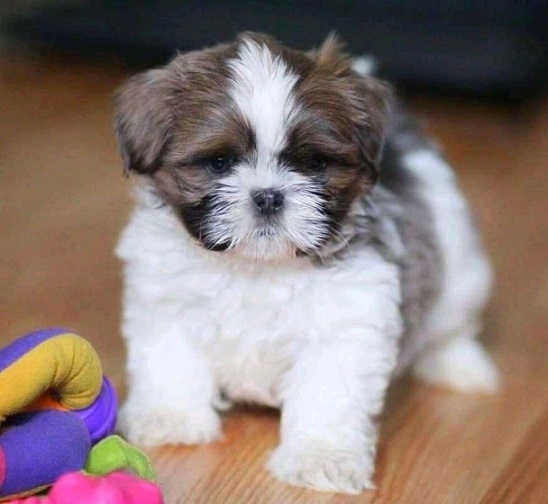 Shih Tzu Puppies For Sale in Nagpur