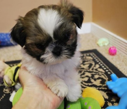 Shih Tzu Puppies For Sale in Thiruvananthapuram