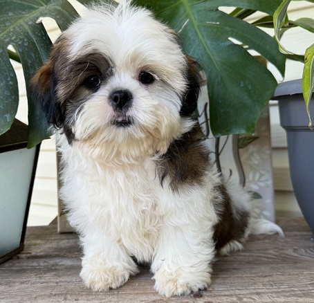 Shih Tzu Puppies For Sale in Bangalore