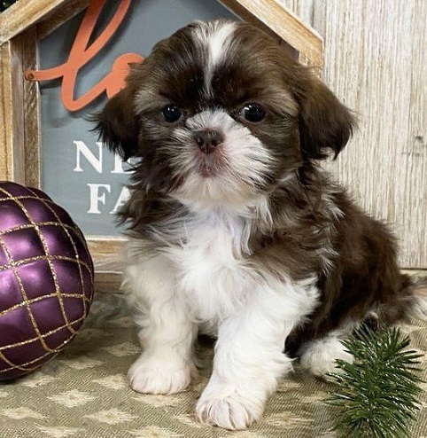 Shih Tzu Puppies For Sale in Bhubaneswar