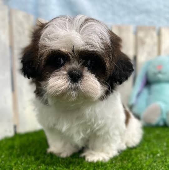 Shih Tzu Puppies For Sale in Kolkata
