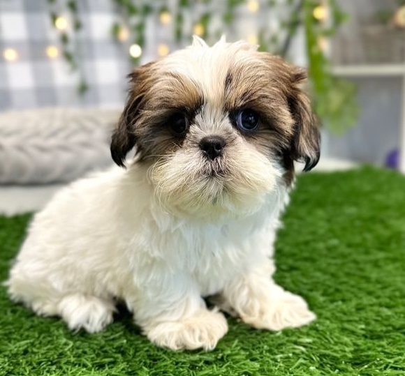 Shih Tzu Puppies For Sale in Hyderabad