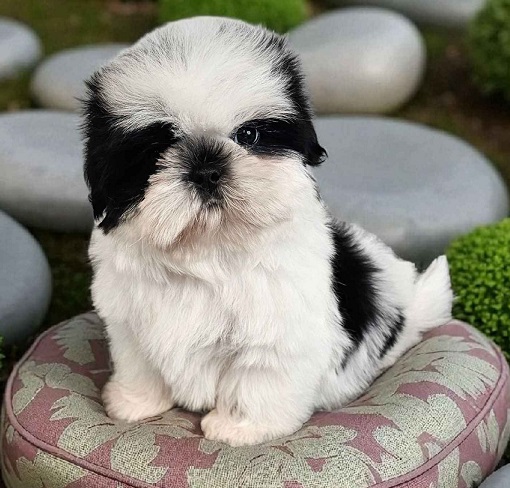 Shih Tzu Puppies For Sale in Ahmedabad