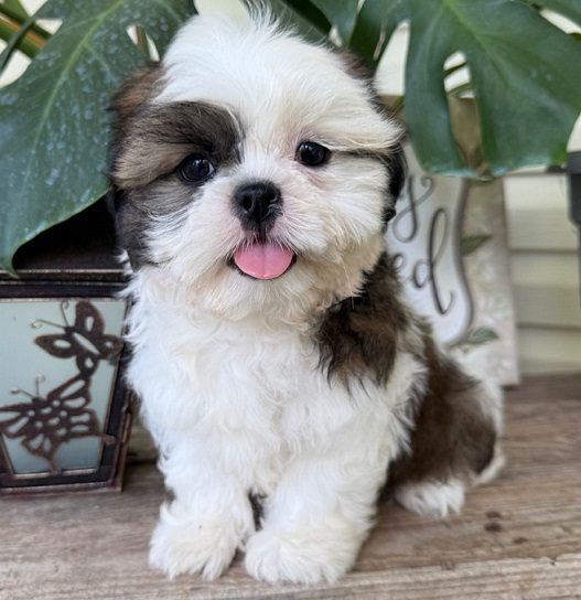 Shih Tzu Puppies For Sale in Jaipur