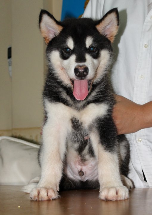 Siberian Husky for Sale in Greater Kailash