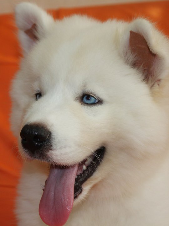 Siberian Husky for Sale in Gujranwala Town