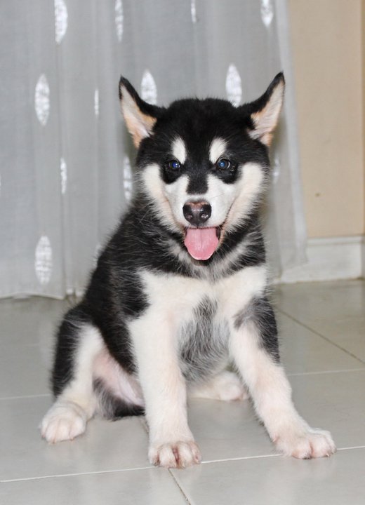 Siberian Husky for Sale in Janakpuri