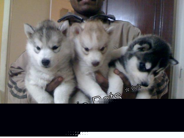 Siberian Husky for Sale in Kalkaji