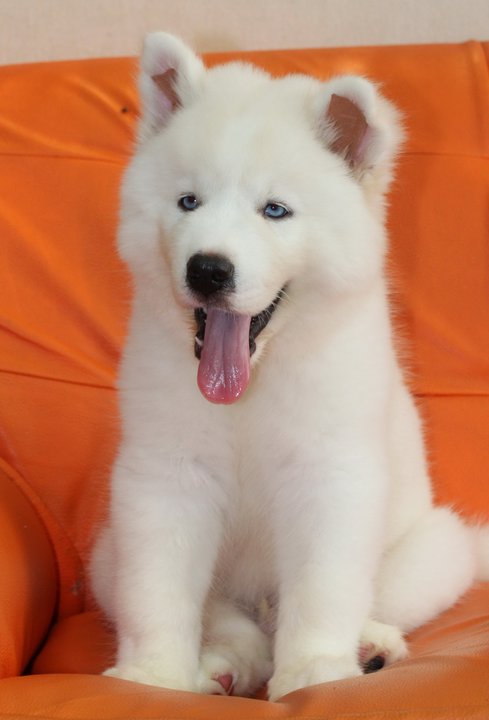 Siberian Husky for Sale in Kamla Nagar
