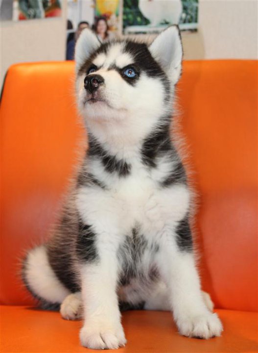 Siberian Husky for Sale in Karol Bagh
