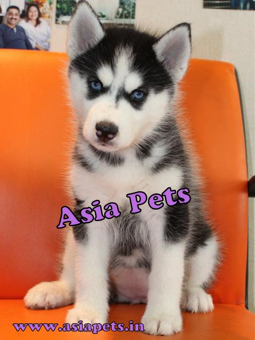 Siberian Husky for Sale in Kashmere Gate