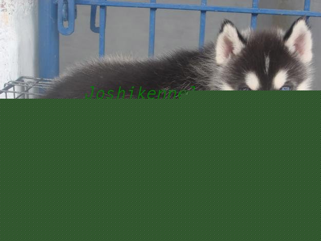 Siberian Husky for Sale in Hyderabad