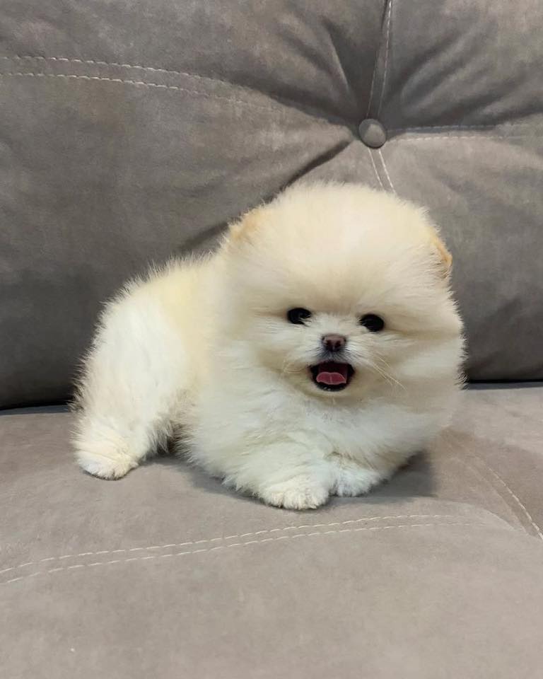 Toy Pom Puppies For Sale in Delhi