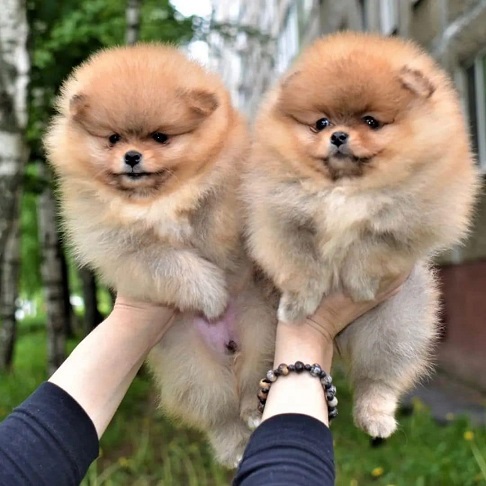Toy Pom Puppies For Sale in Varanasi