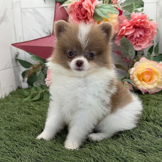 Toy Pom Puppies For Sale in Lucknow