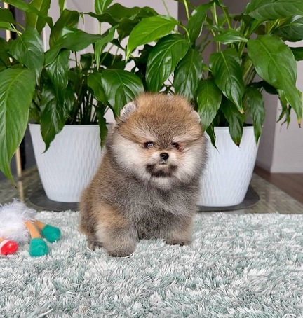 Toy Pom Puppies For Sale in Udaipur