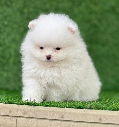 Toy Pom Puppies For Sale in Goa
