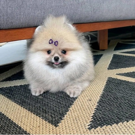 Toy Pom Puppies For Sale in Amritsar