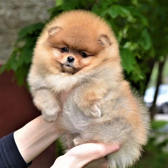 Toy Pom Puppies For Sale in Indore