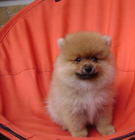 Toy Pom Puppies For Sale in Chandigarh