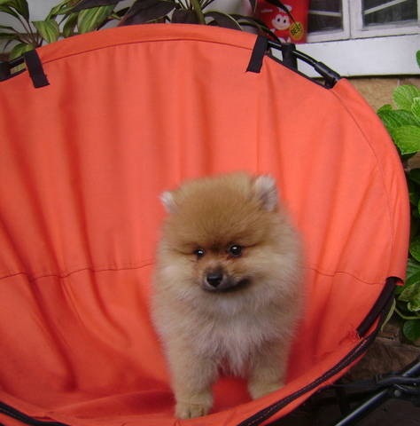 Toy Pom Puppies For Sale in Visakhapatnam
