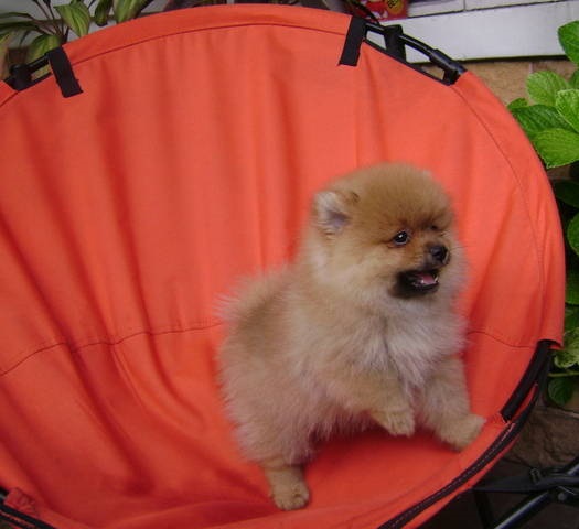 Toy Pom Puppies For Sale in Jodhpur