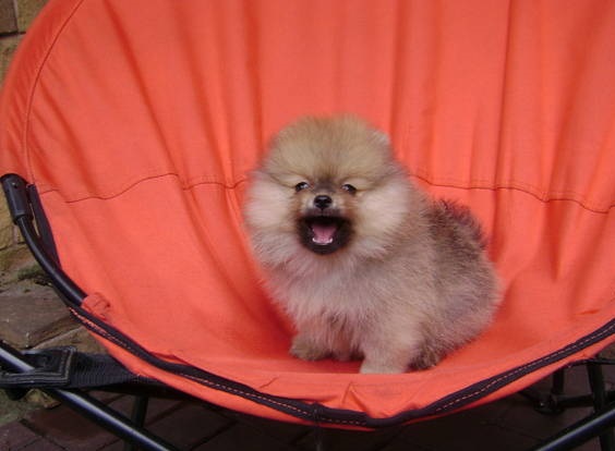 Toy Pom Puppies For Sale in Shimla