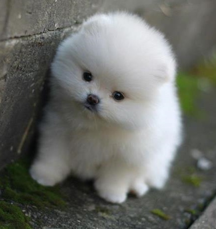 Toy Pom Puppies For Sale in Noida