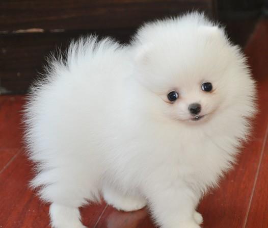 Toy Pom Puppies For Sale in Thiruvananthapuram