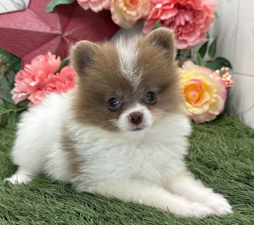 Toy Pom Puppies For Sale in Kolkata